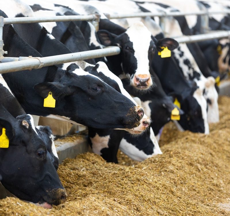 The Eco Friendly Practices on Our Cow Farm